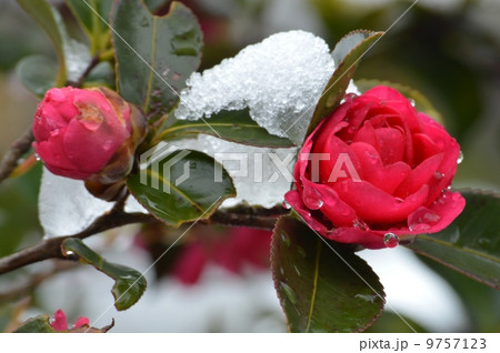 雪の山茶花 雪の山茶花 9757123