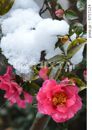 雪の山茶花 雪の山茶花 9757124