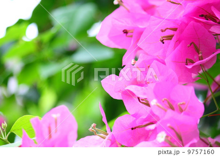 ブーゲンビレア 9757160
