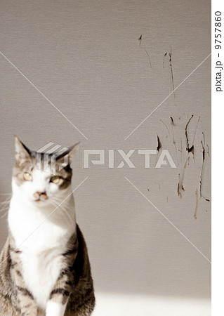 猫に破かれた襖の写真素材