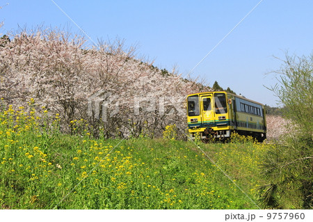 春のいすみ鉄道 9757960