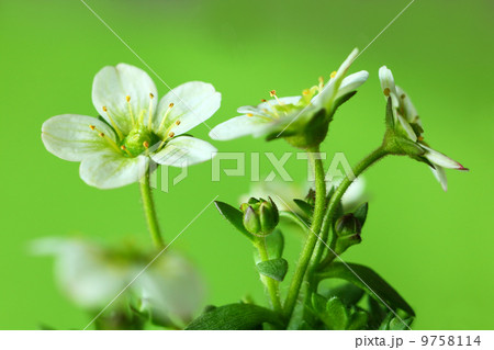 雲間草の花 9758114