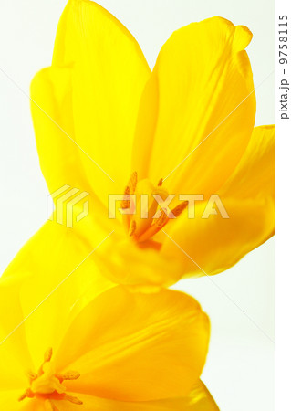 黄色いチューリップ 黄色いチューリップ 9758115
