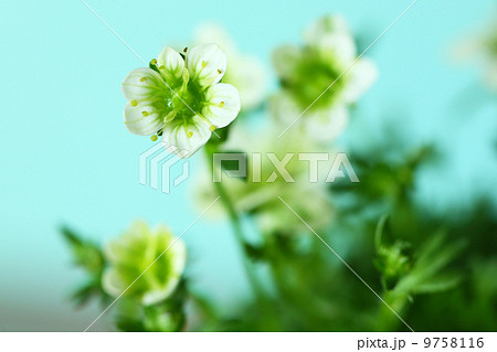 雲間草の花 雲間草の花 9758116
