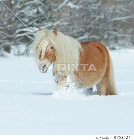 Amazing haflinger running in the snow 9758424