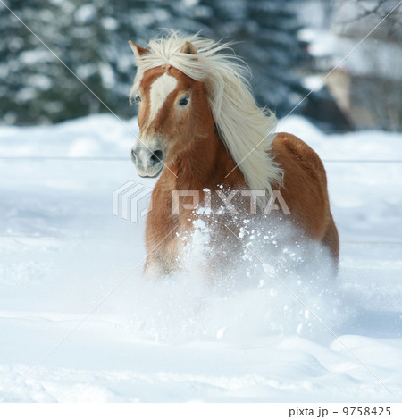Nice haflinger with long mane running in the snow 9758425
