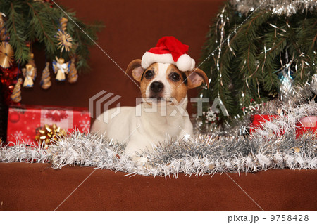 Cute lying Jack russell terrier with Santa hat in a christmas Cute lying Jack russell terrier with Santa hat in a christmas 9758428