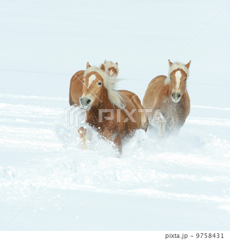 Batch of haflingers together in winter 9758431