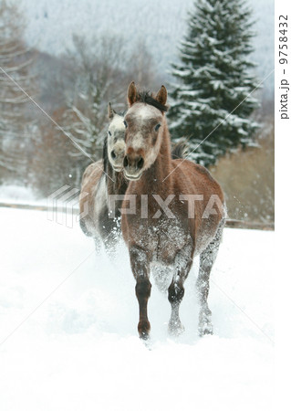 Two arabian horses running together in the snow 9758432