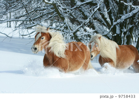 Two beautiful haflingers with long mane moving together in a lot 9758433