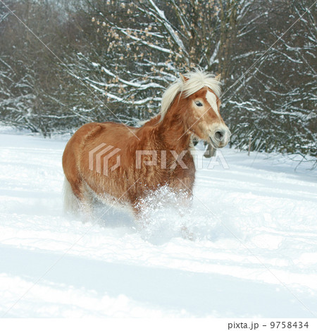 Beautiful haflinger with long mane running in the snow 9758434