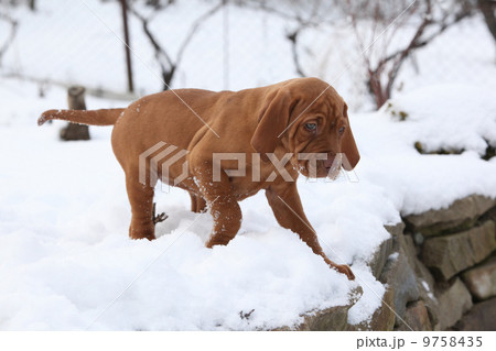 Puppy of Hungarian Short-haired Pointing Dog in winter 9758435