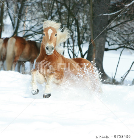 Nice haflinger with long mane running in the snow Nice haflinger with long mane running in the snow 9758436