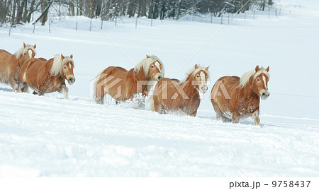 Batch of haflingers together in winter Batch of haflingers together in winter 9758437