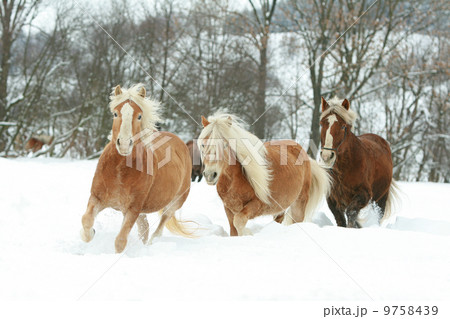 Batch of haflingers together in winter Batch of haflingers together in winter 9758439