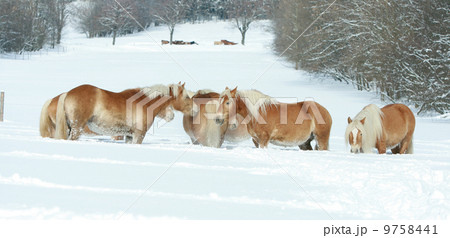 Batch of haflingers together in winter Batch of haflingers together in winter 9758441
