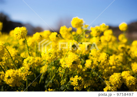 菜の花 9758497