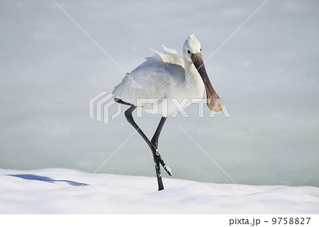 ヘラサギ ヘラサギ 9758827