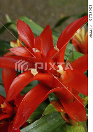 グヅマニア 9758933