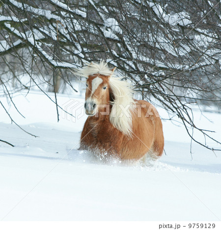 Haflinger with long mane running in the snow 9759129