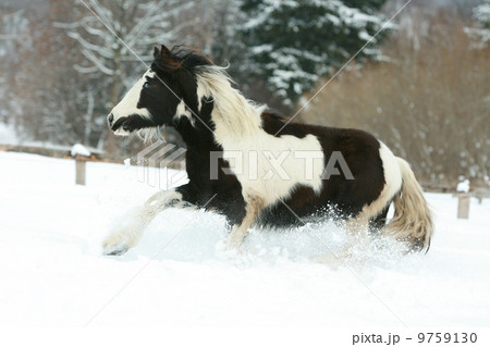 Amazing young irish cob running in winte 9759130