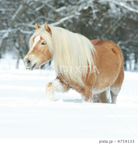 Nice haflinger with long mane running in the snow 9759133