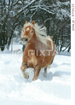 Haflinger with long mane running in the snow 9759135