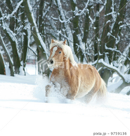 Haflinger with long mane running in the snow 9759136
