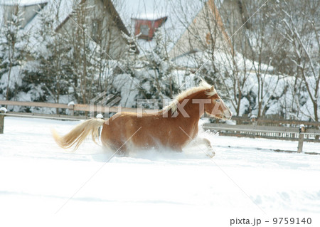 Haflinger with long mane running in the snow 9759140