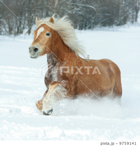 Beautiful haflinger with long mane running in the snow 9759141