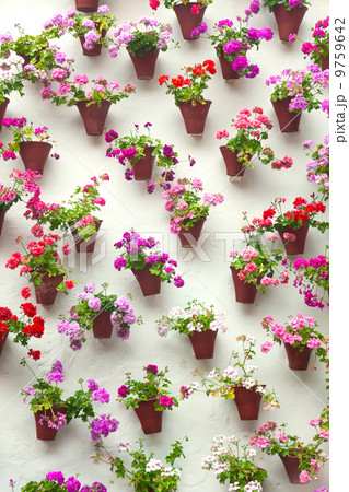 Flowerpots and colorful flower on a white wall, Old European to Flowerpots and colorful flower on a white wall, Old European to 9759642