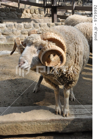ヒツジ 9759992