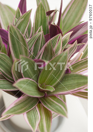 ムラサキオモト ムラサキオモト 9760037