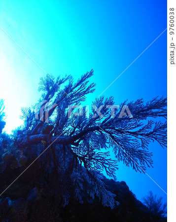 東京の海 東京の海 9760038