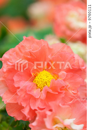 エラチオールベゴニア エラチオールベゴニア 9760111