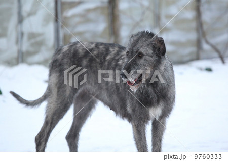 Nice Irish Wolfhound in winter garden Nice Irish Wolfhound in winter garden 9760333