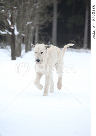 Amazing Irish Wolfhound running in winter Amazing Irish Wolfhound running in winter 9760336