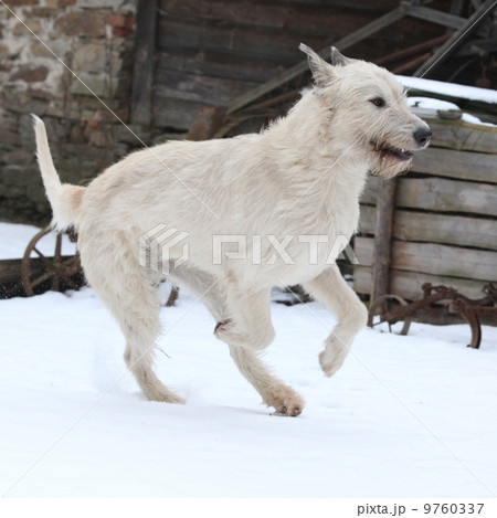 Amazing Irish Wolfhound running in winter Amazing Irish Wolfhound running in winter 9760337