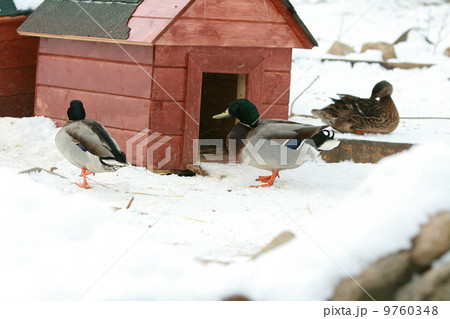 Some ducks with little building in winter Some ducks with little building in winter 9760348
