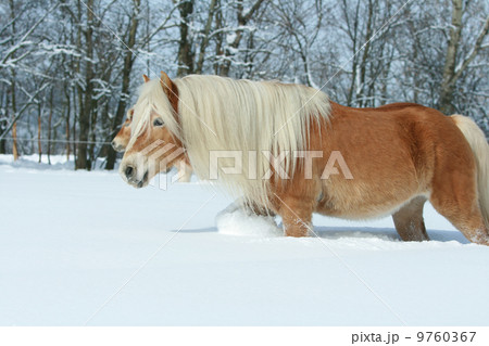 Amazing haflinger running in the snow 9760367