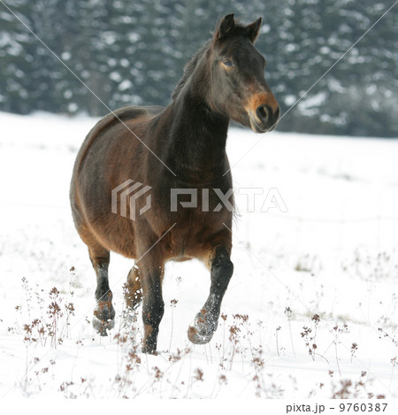 Nice brown horse running in winter Nice brown horse running in winter 9760387