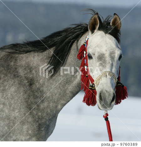 Nice arabian horse with beautiful show halter 9760389