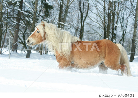 Nice haflinger with long mane running in the snow 9760401