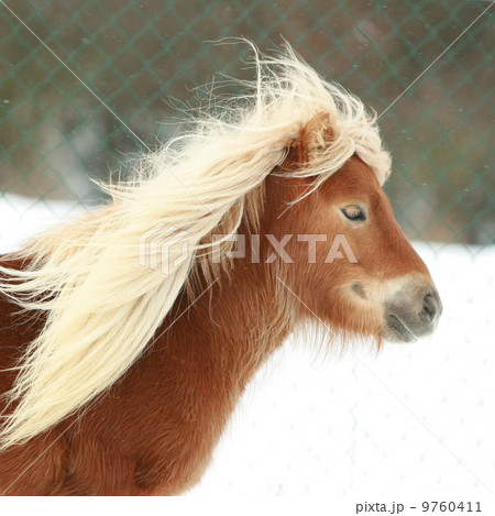 Beautiful chestnut pony with long mane in winter 9760411