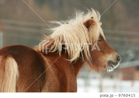 Beautiful chestnut pony with long mane in winter Beautiful chestnut pony with long mane in winter 9760415