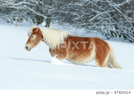 Amazing haflinger running in the snow 9760424