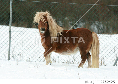 Gorgeous shetland pony with long mane in winter 9760425