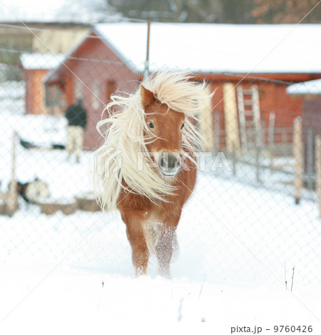Gorgeous shetland pony with long mane in winter 9760426