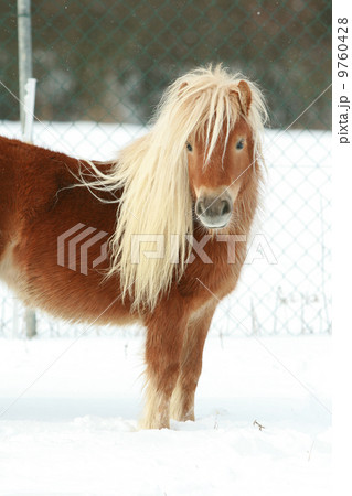 Beautiful chestnut pony with long mane in winter 9760428