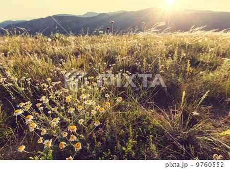 Summer meadow Summer meadow 9760552